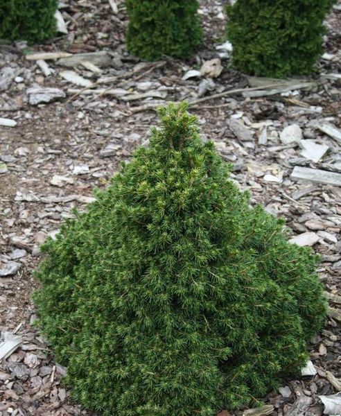 Ель обыкновенная Томпа. (Picea abies Tompa) С15 CS2081 фото