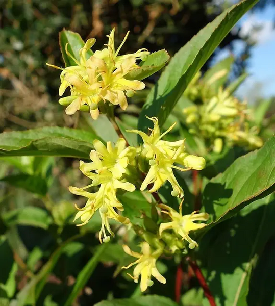 Диервилла сидячелистная Butterfly (Diervilla sessilifolia Butterfly) декоративный куст в горшке C5