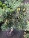 Сосна звичайна Альбінс. (Pinus sylvestris Albyns) ШТАМБ CS2381 фото 3