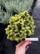 Ель обыкновенная Ауреа ВБ. (Picea abies Aurea WB) C10 CS2131 фото 3