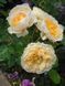 Роза Эдит Дарлинг. (Edith's Darling) Шраб (акционная) CS1604 фото 5