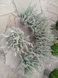 Вереск обыкновенный 'Зилли' Calluna vulgaris 'Zilli' V54180 фото 5