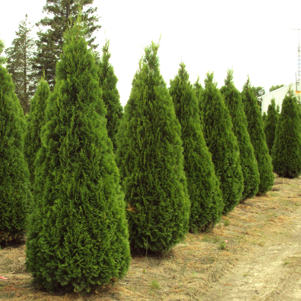 Туя західна Смарагд. (Thuja occidentalis 'Smaragd') 180-200см (ВЕЛИКОМІР) CS2431 фото