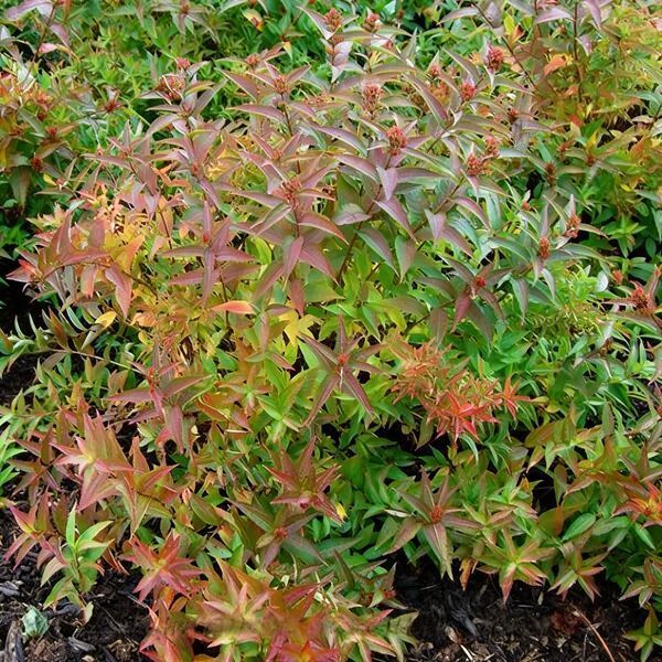 Диервилла сидячелистная Butterfly (Diervilla sessilifolia Butterfly) декоративный куст в горшке C5