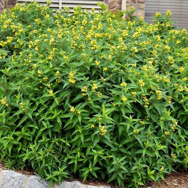 Диервилла сидячелистная Butterfly (Diervilla sessilifolia Butterfly) декоративный куст в горшке C5