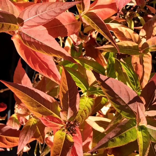 Диервилла сидячелистная Butterfly (Diervilla sessilifolia Butterfly) декоративный куст в горшке C5