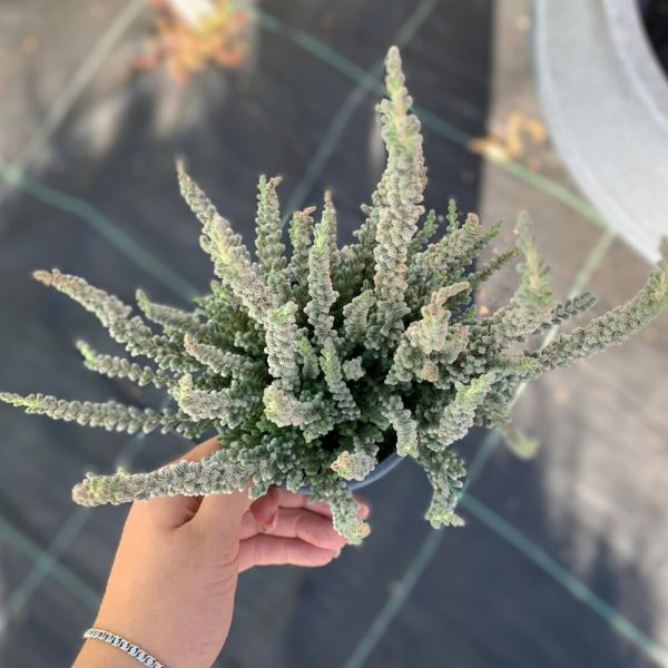 Вереск обыкновенный 'Зилли' Calluna vulgaris 'Zilli' V54180 фото