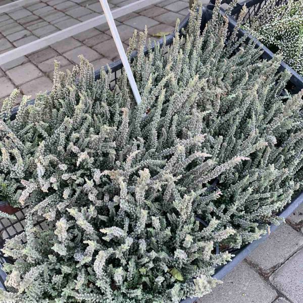 Вереск обыкновенный 'Зилли' Calluna vulgaris 'Zilli' V54180 фото