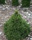 Ель обыкновенная Томпа. (Picea abies Tompa) С15 CS2081 фото 3