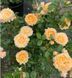 Роза Эдит Дарлинг. (Edith's Darling) Шраб (акционная) CS1604 фото 3