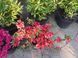 Азалія японська Шері (Azalea japonica Cherie) - контейнер С3 R81745 фото 5