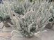 Вереск обыкновенный 'Зилли' Calluna vulgaris 'Zilli' V54180 фото 1