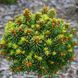 Ель обыкновенная Ауреа ВБ. (Picea abies Aurea WB) C10 CS2131 фото 1