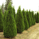 Туя західна Смарагд. (Thuja occidentalis 'Smaragd') 180-200см (ВЕЛИКОМІР) CS2431 фото 3