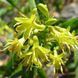 Диервилла сидячелистная Butterfly (Diervilla sessilifolia Butterfly) декоративный куст в горшке C5 V30101 фото 1
