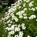 Ломикамінь Айс Колор Перл Вайт Saxifraga Ice Colours Pearl White Р9 TS0007 фото 1