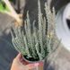 Вереск обыкновенный 'Зилли' Calluna vulgaris 'Zilli' V54180 фото 4