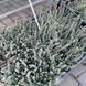 Вереск обыкновенный 'Зилли' Calluna vulgaris 'Zilli' V54180 фото 3