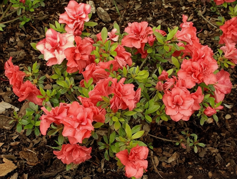 Азалія японська Шері (Azalea japonica Cherie) - контейнер С3