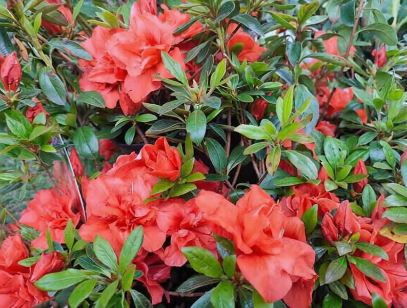 Азалія японська Шері (Azalea japonica Cherie) - контейнер С3