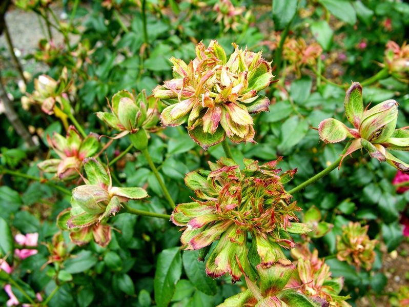 Троянда Вірідіфлора (Viridiflora) Китайські/бенгальські