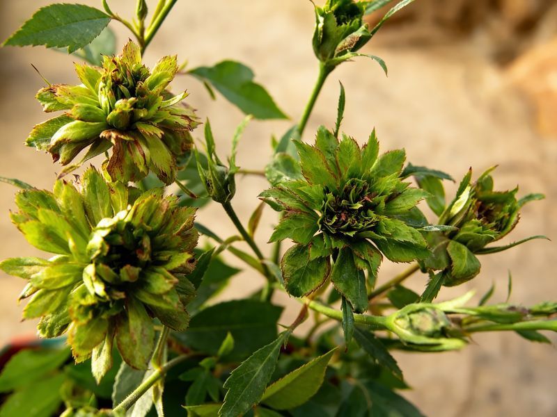 Троянда Вірідіфлора (Viridiflora) Китайські/бенгальські