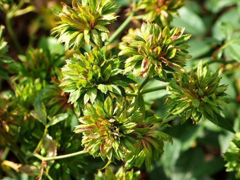 Троянда Вірідіфлора (Viridiflora) Китайські/бенгальські