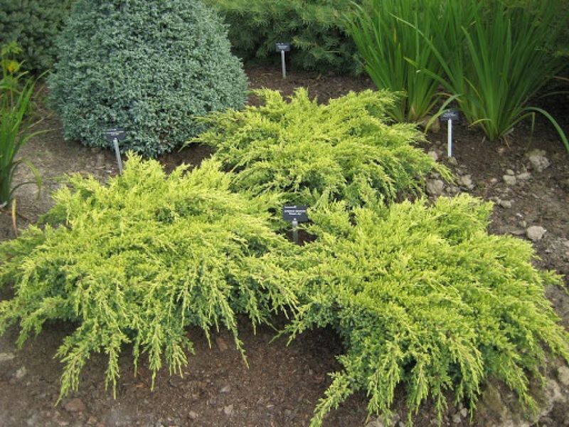 Можжевельник чешуйчатый Холгер. (Juniperus squamata Holger) C3 CS2231 фото