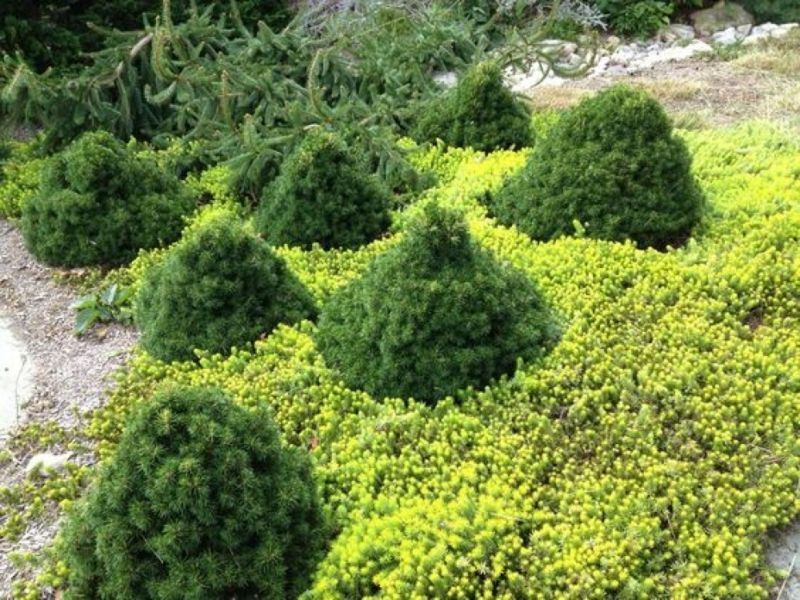 Ель обыкновенная Томпа. (Picea abies Tompa) С15 CS2081 фото