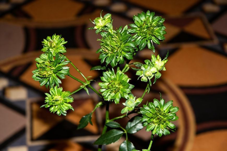 Троянда Вірідіфлора (Viridiflora) Китайські/бенгальські