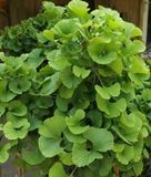 Гинкго Билоба Двухлопотное. (Ginkgo biloba) С3