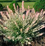 Верба ціліснолиста Хакуро-Нішики. (Salix integra Hakuro-Nishiki) Р9 V157614 фото