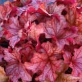 Гейхера Паприка. (Heuchera Paprika) С3 CS1805 фото