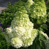 Гортензія волотиста Меджикал Кіліманджаро. (Hydrangea paniculata Magical Kilimanjaro) Р9