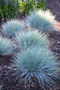 Костриця сизa &lsquo;Intense Blue&rsquo; (Festuca glauca Intense Blue) Р9 V70387 фото