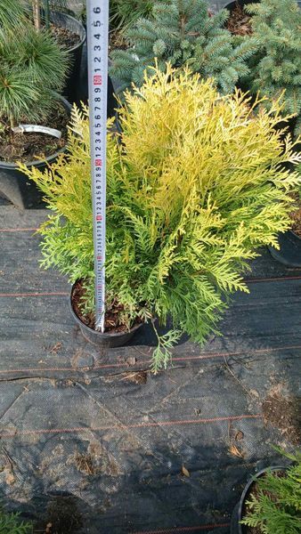 Туя западная &laquo;Голден Глоб&raquo; (Thuja occidentalis Golden Globe) С3 V52188 фото