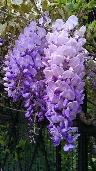 Глициния китайская Вистерия. (Wisteria) 2х-летняя Р9