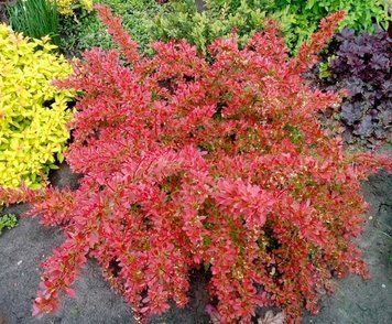 Барбарис Тунберга Оранж Дрім. (Berberis thunbergii Orange Dream) С3 CS2485 фото
