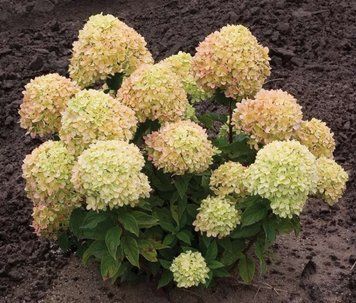 Гортензія волотиста Літл Лайм. (Hydrangea paniculata Little lime) С10, 5-річка CS2685 фото
