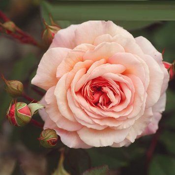 Роза Э Шропшир Лэд. (A Shropshire Lad) АНГЛ. В КОНТЕЙНЕРЕ Velet