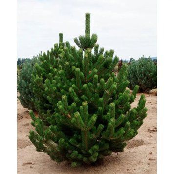 Сосна черная Орегон Грин. (Pinus nigra Oregon Green) С35 CS2332 фото
