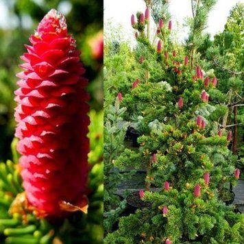 Ель колючая Лаки Страйк. (Picea pungens Lucky Strike) С20 CS2082 фото