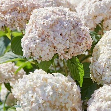 Гортензия древовидная Кандибель Маршмеллоу. (Hydrangea arborescens Candybelle Marshmallow) С3 CS2785 фото