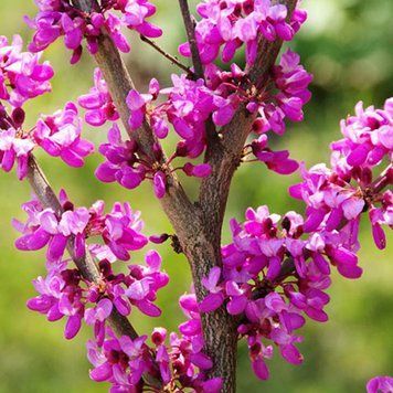 Церцис европейский. (Cercis siliquastrum)