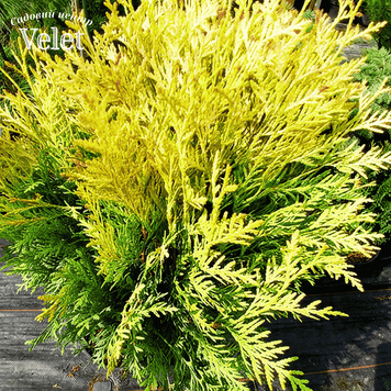 Туя западная &laquo;Голден Глоб&raquo; (Thuja occidentalis Golden Globe) С3 V52188 фото