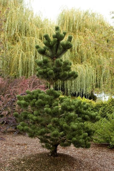 Сосна черная Орегон Грин. (Pinus nigra Oregon Green) С35 CS2332 фото