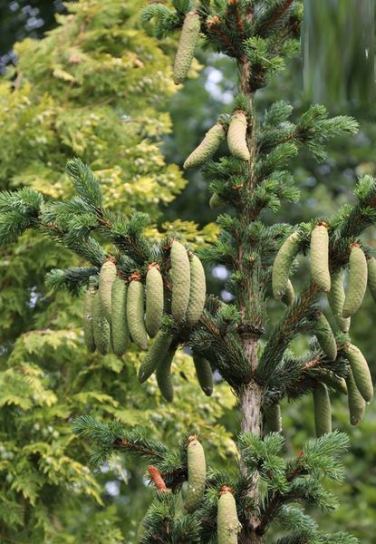 Ялина колюча Лакі Страйк. (Picea pungens Lucky Strike) С20 CS2082 фото