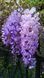 Глициния китайская Вистерия. (Wisteria) 2х-летняя Р9 R28196 фото 3