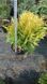 Туя западная &laquo;Голден Глоб&raquo; (Thuja occidentalis Golden Globe) С3 V52188 фото 4