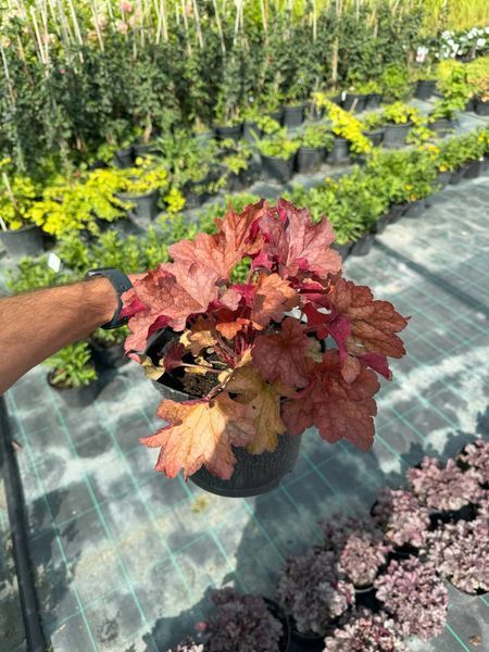 Гейхера Паприка. (Heuchera Paprika) С3 CS1805 фото